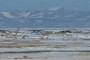 Whale Bones