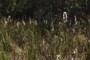 Cattails