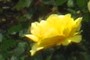 yellow rose