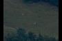 Cows
