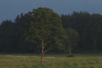 176639-210x140
