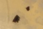 Beetle Body Part