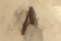 Beetle Fragment