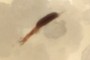 Beetle Fragment