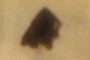 Beetle Fragment