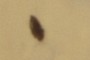 Beetle Fragment