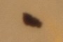 Beetle Fragment
