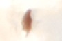 Beetle Fragment