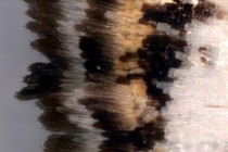 177038-210x140