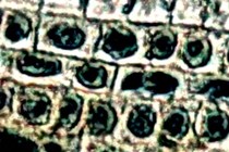 177139-210x140