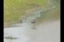 Bird?