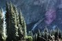 pines