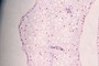 sepal
