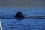 Swimmer