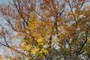 Autumn leaves