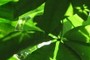 Leaf light negatives