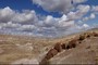 PETRIFIED WOOD