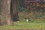 Lesser spotted