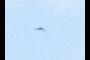 Bird in flight