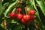 Cherries