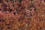 white oak