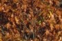 red oak canopy