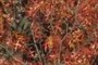 scarlet oak