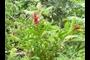 The local bromeliad.