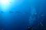 submarina