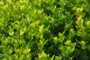 great greens