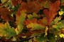 Oak leaves