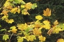 179695-210x140