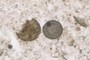 Diatom