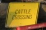 Where are the cows?