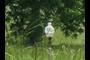 Man Under Tree