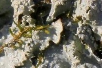 182563-210x140