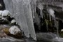 Ice encrusted log