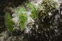 jeweled moss and ferns