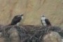 Ospreys