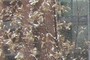 black oak