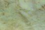 Semolina