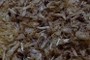 Dried, shredded, sphagnum moss