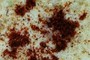Ground Chili pepper