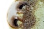 Fungus
