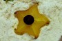 Star fruit with chocolate