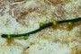 "Whisk Fern" eyebrows