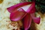 Plumeria (Frangipani)