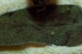 Sage mustache