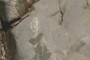 Xenolith 