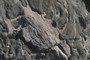 Xenolith